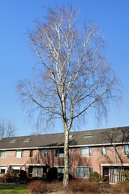 BUITEN BEELD Foto: 159695