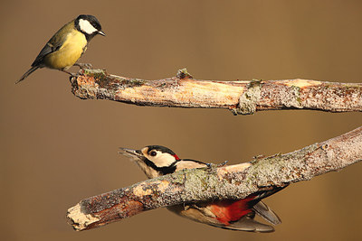 BUITEN BEELD Foto: 159809