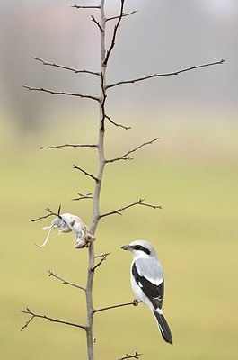 BUITEN BEELD Foto: 159814