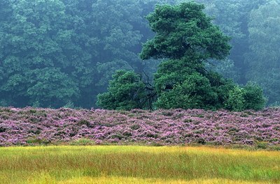 BUITEN BEELD Foto: 159822