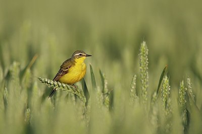 BUITEN BEELD Foto: 159831