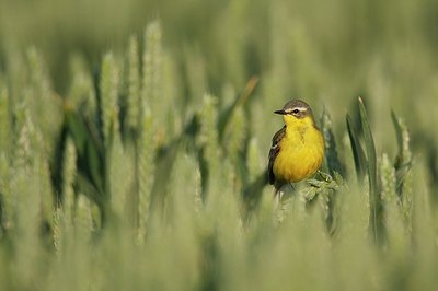 BUITEN BEELD Foto: 159832