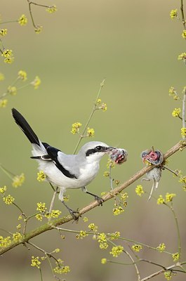 BUITEN BEELD Foto: 159844