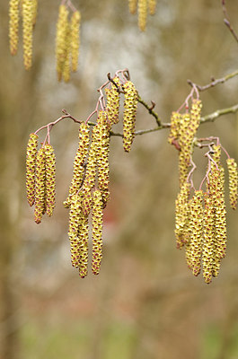 BUITEN BEELD Foto: 159930