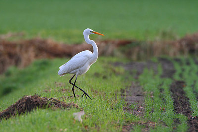 BUITEN BEELD Foto: 159957