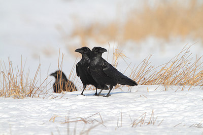 BUITEN BEELD Foto: 159960
