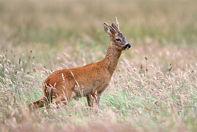 BUITEN BEELD Foto: 159973