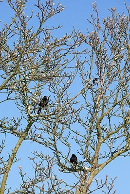 BUITEN BEELD Foto: 159997