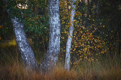 BUITEN BEELD Foto: 160003