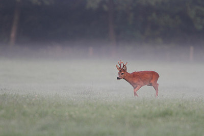 BUITEN BEELD Foto: 160009