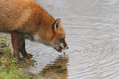 BUITEN BEELD Foto: 160016