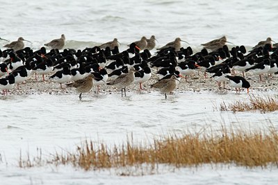 BUITEN BEELD Foto: 160054
