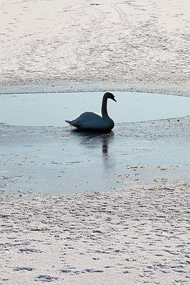 BUITEN BEELD Foto: 160072