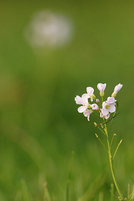 BUITEN BEELD Foto: 160088