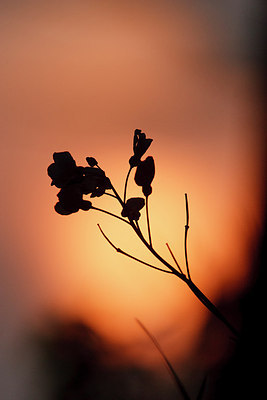 BUITEN BEELD Foto: 160091