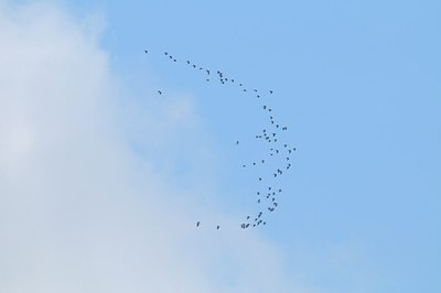 BUITEN BEELD Foto: 160124