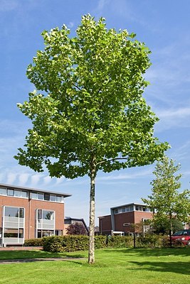 BUITEN BEELD Foto: 160181