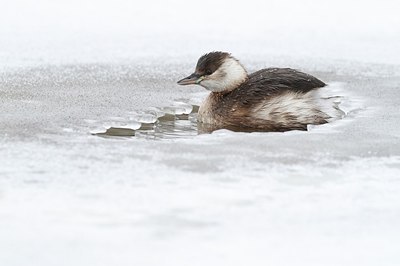 BUITEN BEELD Foto: 160205