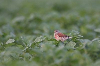 BUITEN BEELD Foto: 160258