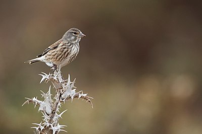 BUITEN BEELD Foto: 160259