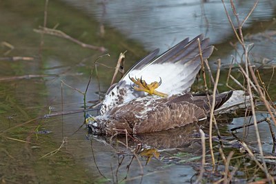 BUITEN BEELD Foto: 160279