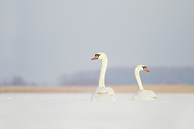 BUITEN BEELD Foto: 160294