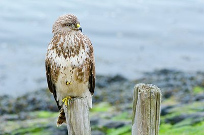 BUITEN BEELD Foto: 160314