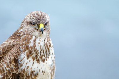BUITEN BEELD Foto: 160327