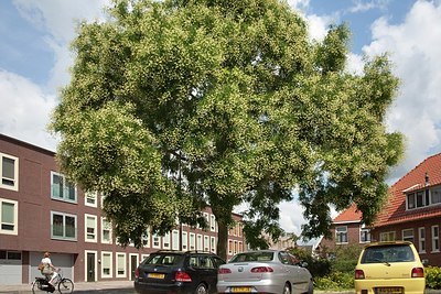 BUITEN BEELD Foto: 160418
