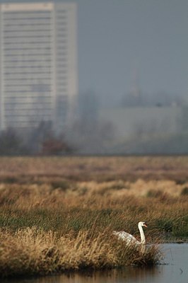 BUITEN BEELD Foto: 160427