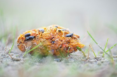 BUITEN BEELD Foto: 160438