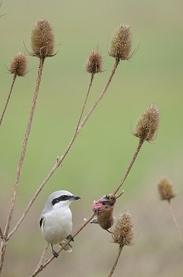 BUITEN BEELD Foto: 160483