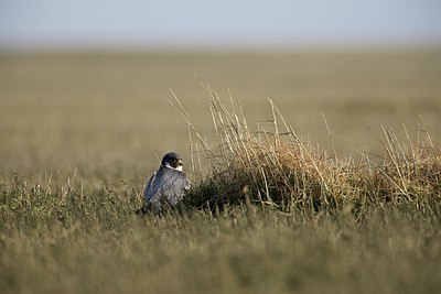 BUITEN BEELD Foto: 160485