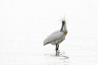 BUITEN BEELD Foto: 160486