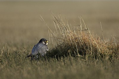 BUITEN BEELD Foto: 160489