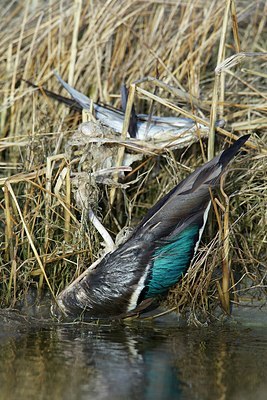 BUITEN BEELD Foto: 160505