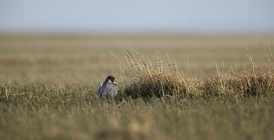 BUITEN BEELD Foto: 160524