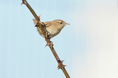 BUITEN BEELD Foto: 160656