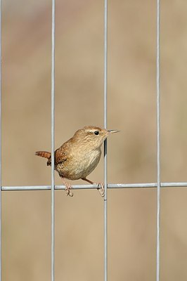 BUITEN BEELD Foto: 160662