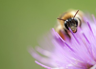 BUITEN BEELD Foto: 160742