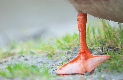 BUITEN BEELD Foto: 160769