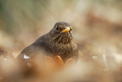 BUITEN BEELD Foto: 160795