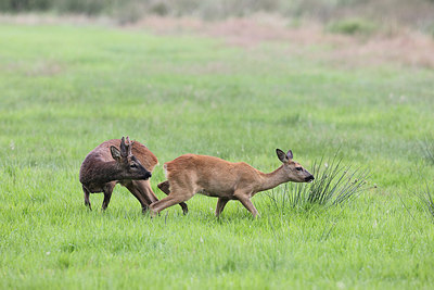 BUITEN BEELD Foto: 160806