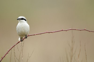 BUITEN BEELD Foto: 160825