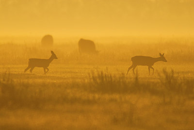 BUITEN BEELD Foto: 160874