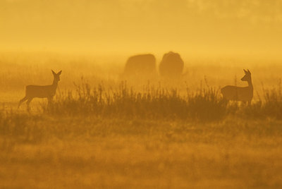 BUITEN BEELD Foto: 160876