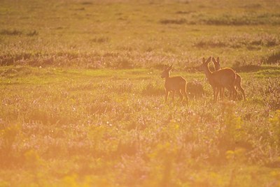 BUITEN BEELD Foto: 160878