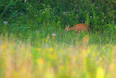 BUITEN BEELD Foto: 160883