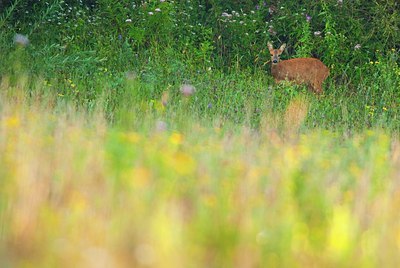 BUITEN BEELD Foto: 160885