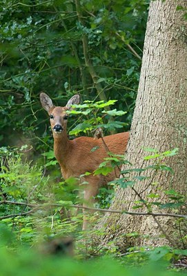 BUITEN BEELD Foto: 160887